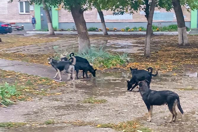 Стаи бездомных собак бродят возле школы №21 в Тольятти