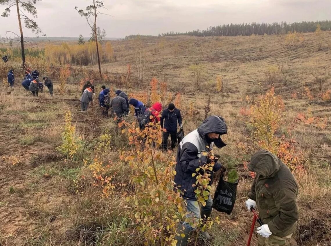 В лесу Тольятти на местах пожаров высадили 25 тысяч сеянцев сосны