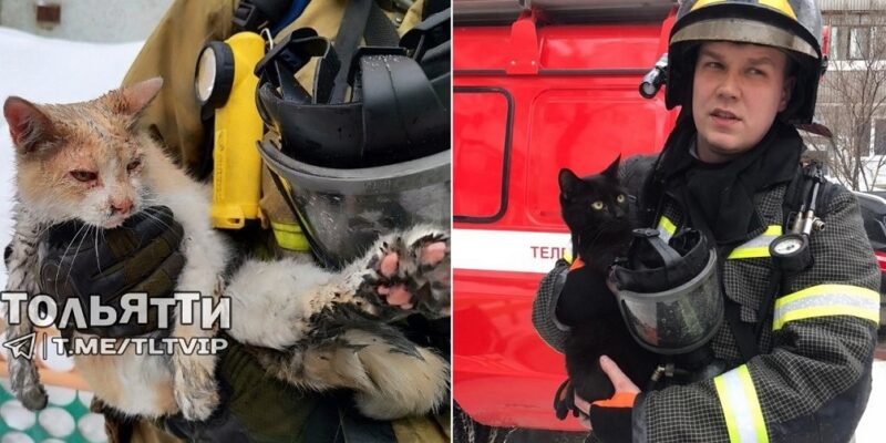 В загоревшейся квартире в Тольятти пожарные спасли двух кошек