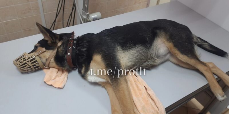 В Тольятти по факту убийства собаки возбудили уголовное дело
